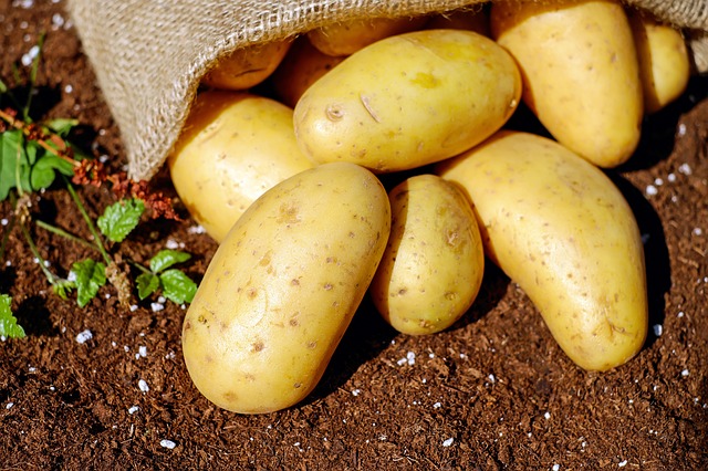 Potato harvesters