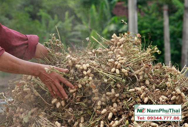 Peanut harvesters