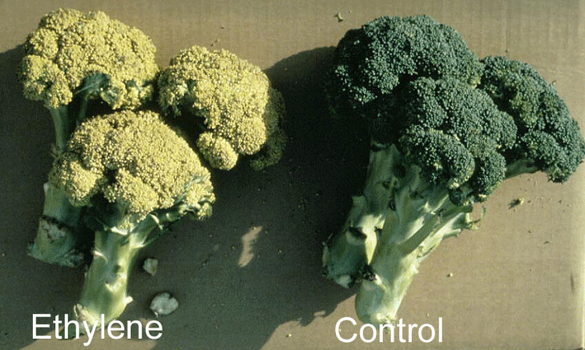 Ảnh hưởng của ethylene với súp lơ xanh